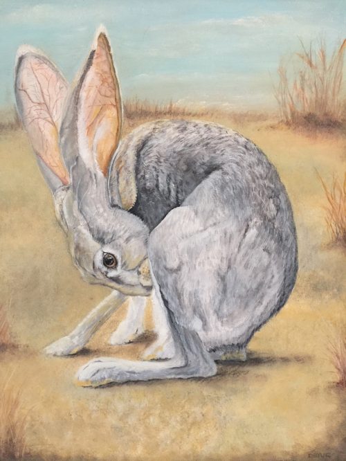 desert-hare-ds