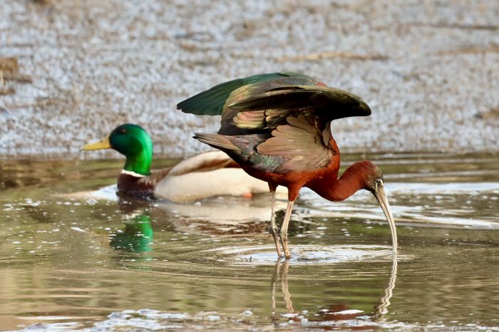 glossyIbis